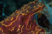 Agelas dispar Parazoanthus swiftii Zoanthaire des eponges orange-Bonaire Buddy reef-20m-20120217-Denis-ADER-DSC_6254_tn